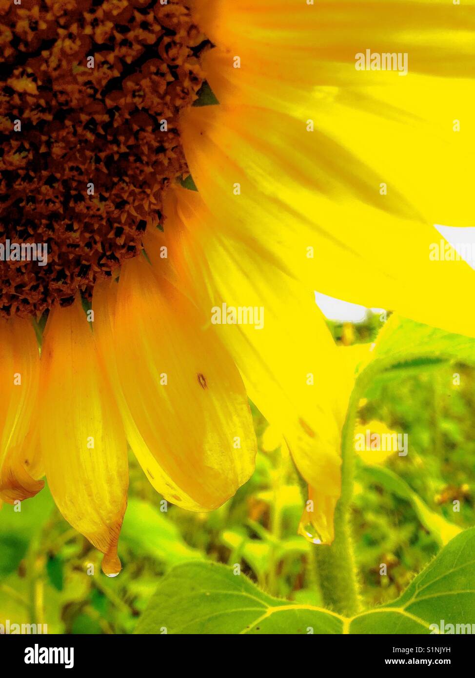 Sunflower after rain Stock Photo Alamy