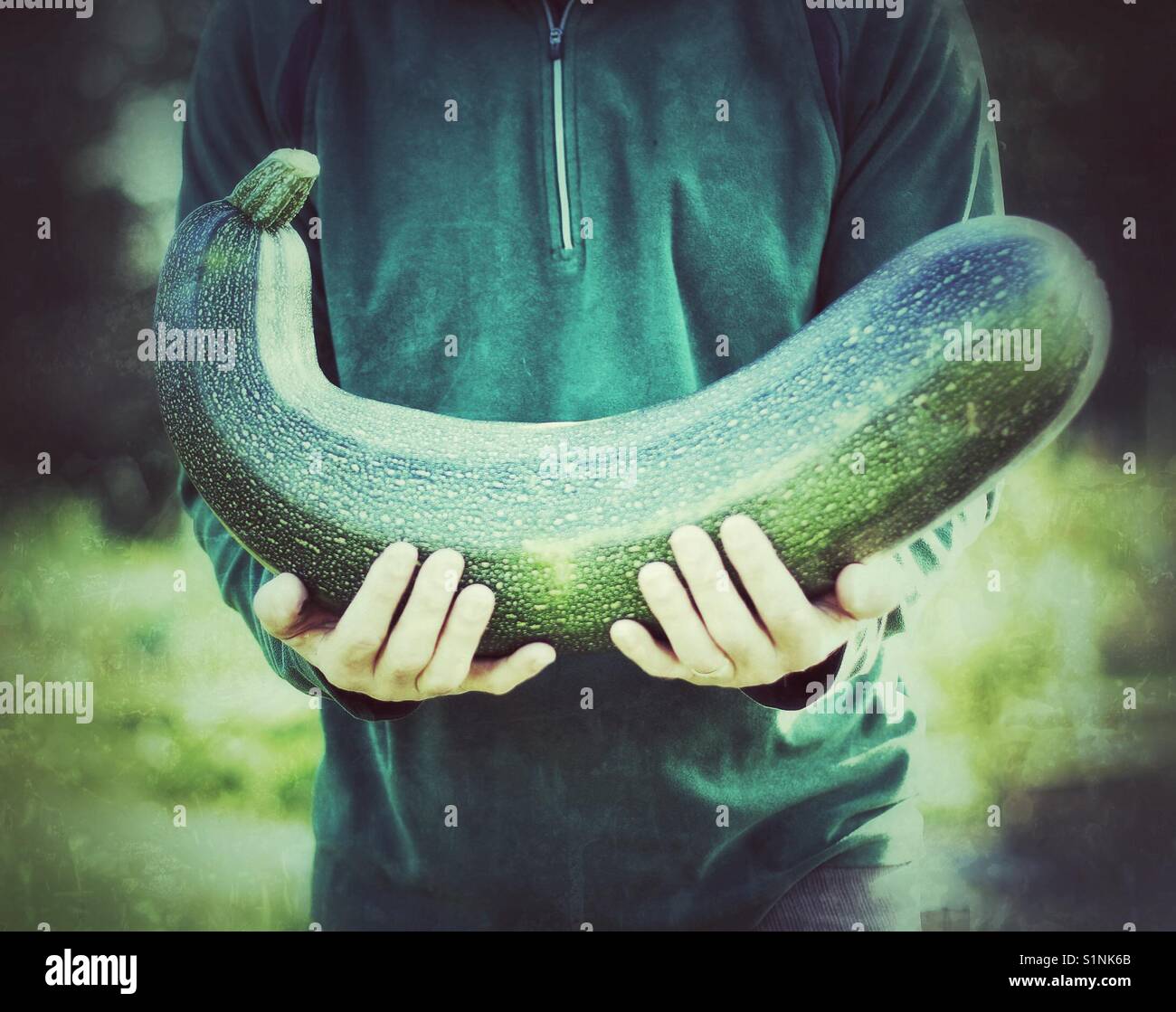 A giant marrow being held in the arms of a gardener at his allotment. Stock Photo