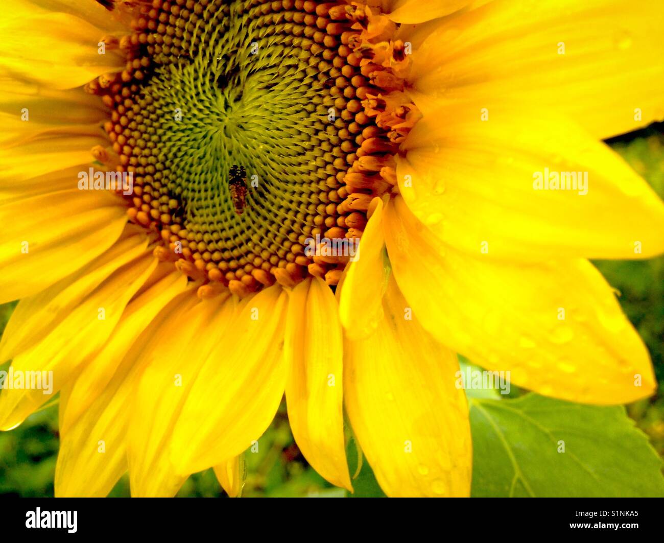 Vivid yellow sunflower with water droplets after a rain storm - Smartphone Captured Stock Image