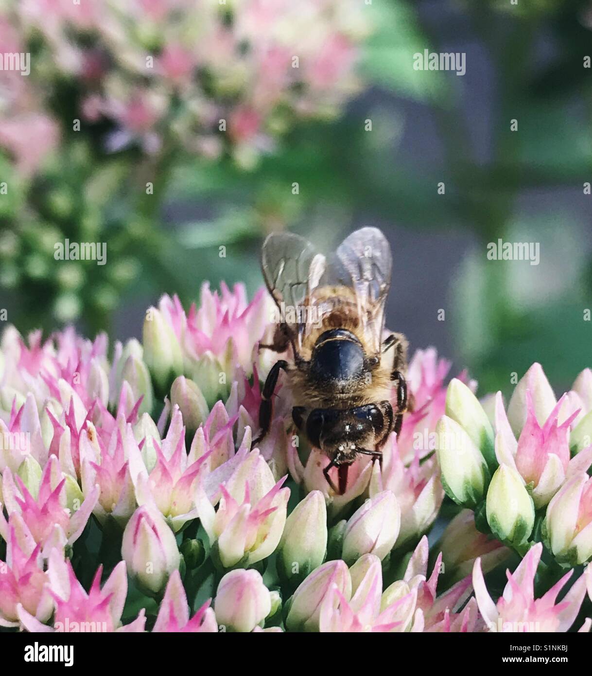 Closeup of a bee on a Bouncing Bess flower - Smartphone Captured Stock Image