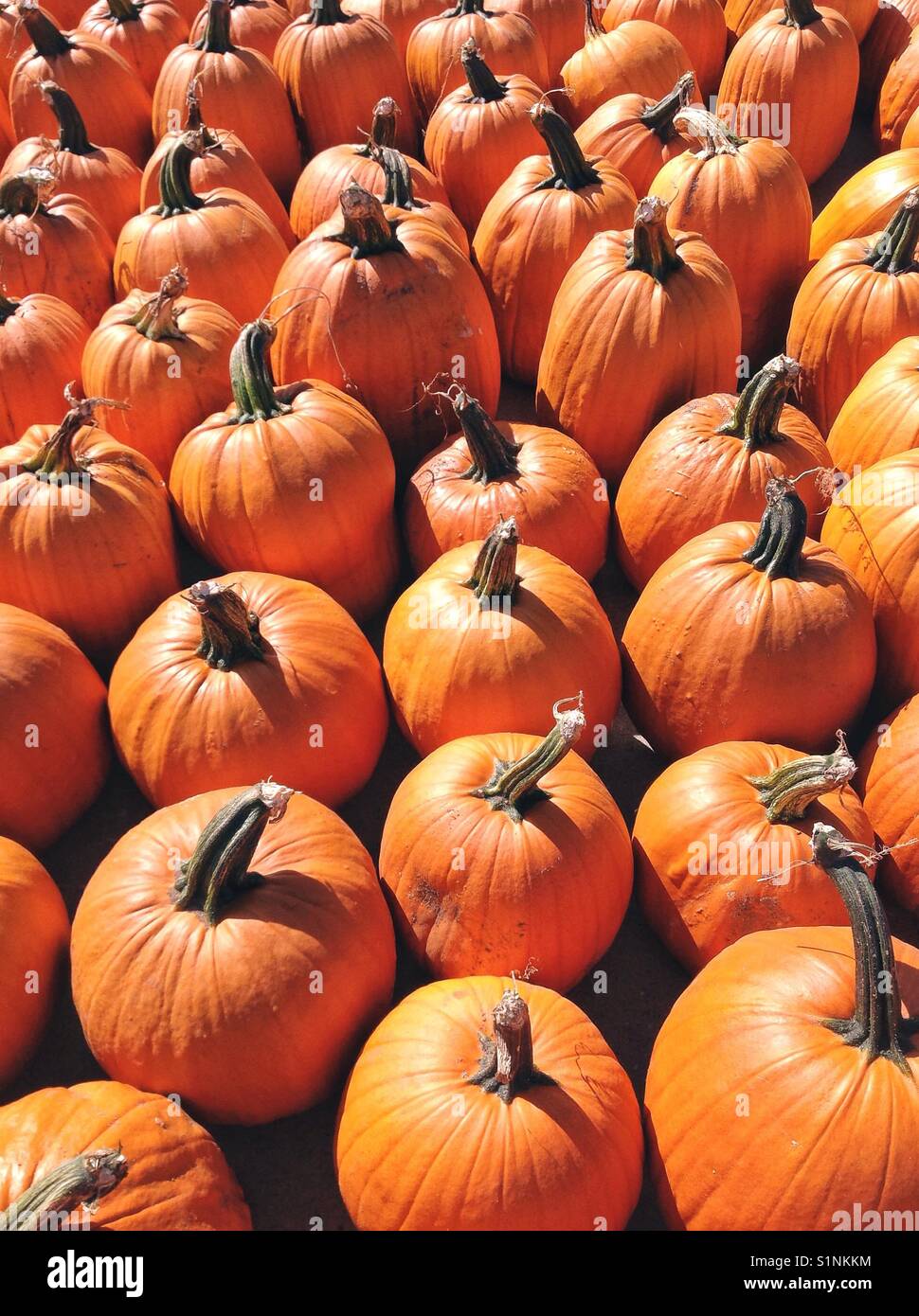 Pumpkins pattern - Smartphone Captured Stock Image