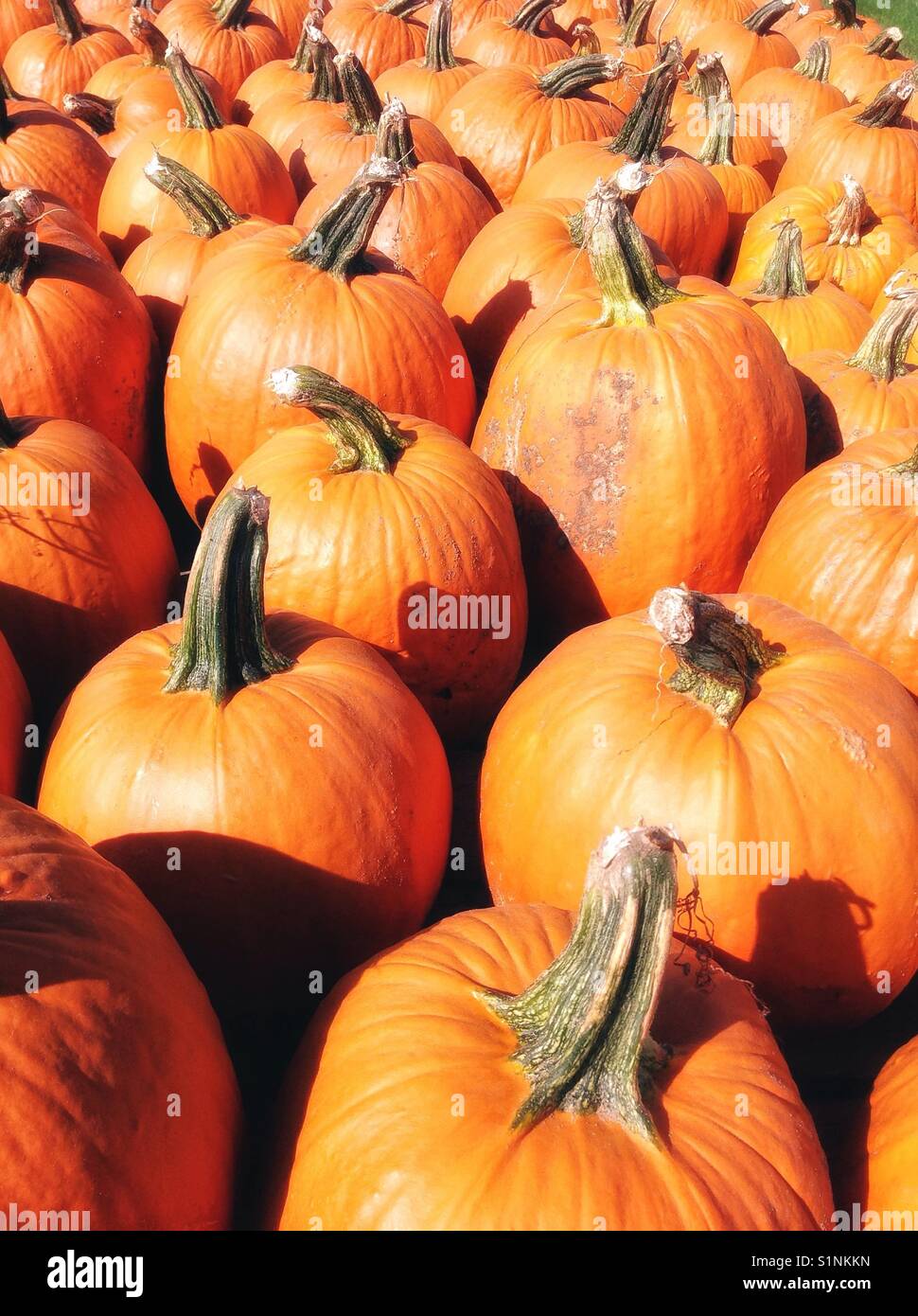 Pumpkins background pattern, perspective shot - Smartphone Captured Stock Image