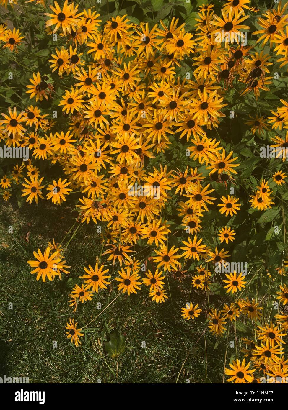 Fall Rudbeckia Black eyed Susan flower rudbeckia hirta autumn fall Stock Photo - Alamy