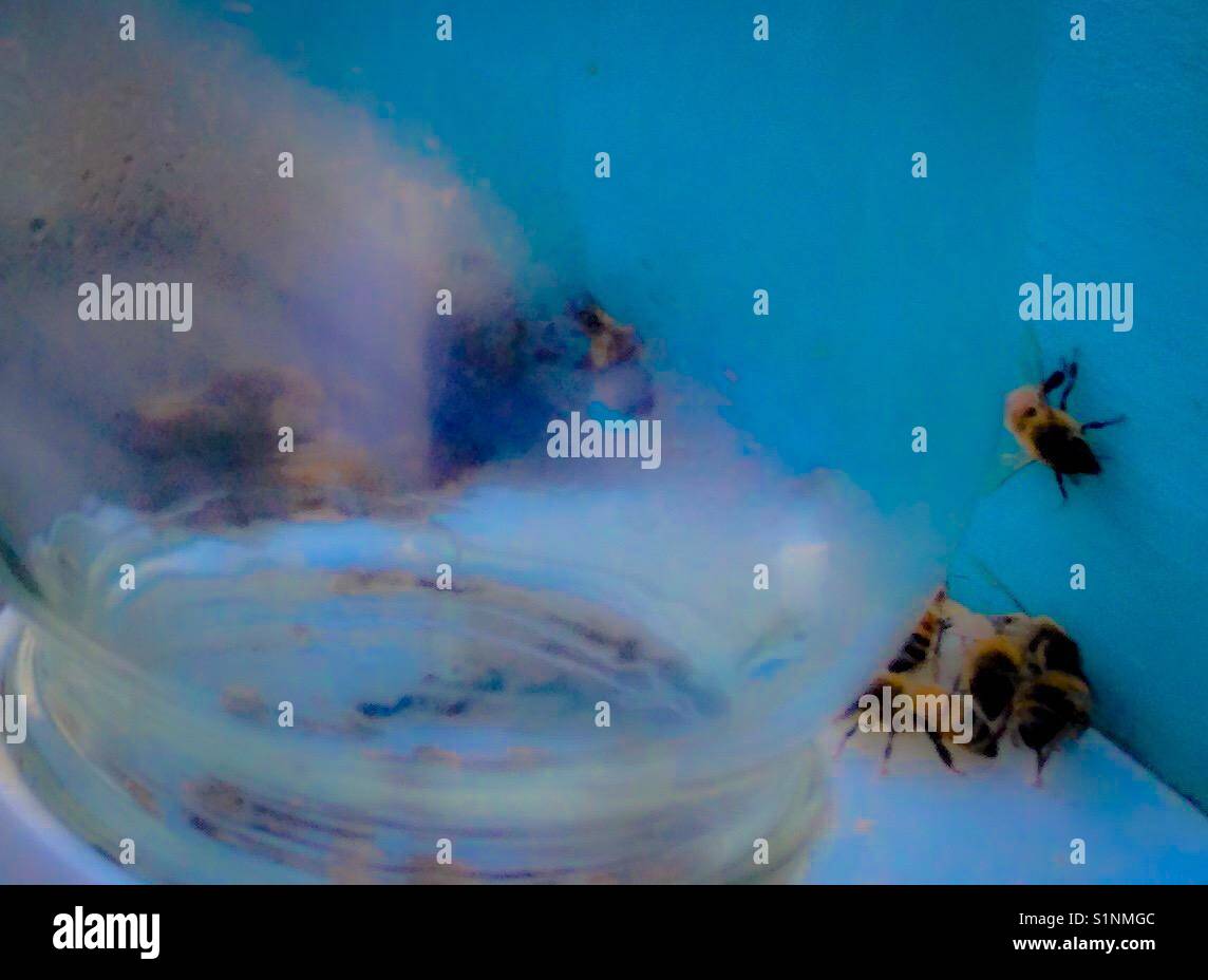 Honeybees gathering around the sugar water jar at their super in North Carolina - Smartphone Captured Stock Image