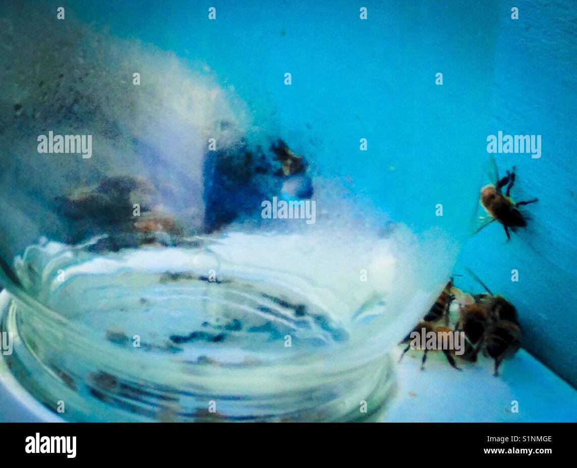 Bees at the sugar water jar in North Carolina - Smartphone Captured Stock Image