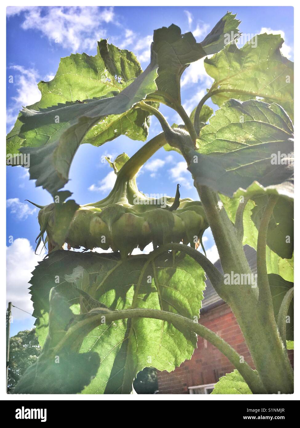 Drooping sunflower hires stock photography and images Alamy