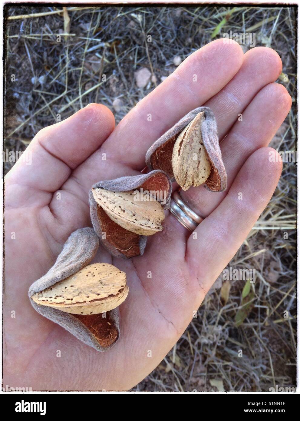 Harvesting Mollar almonds, Catalonia, Spain. - Smartphone Captured Stock Image