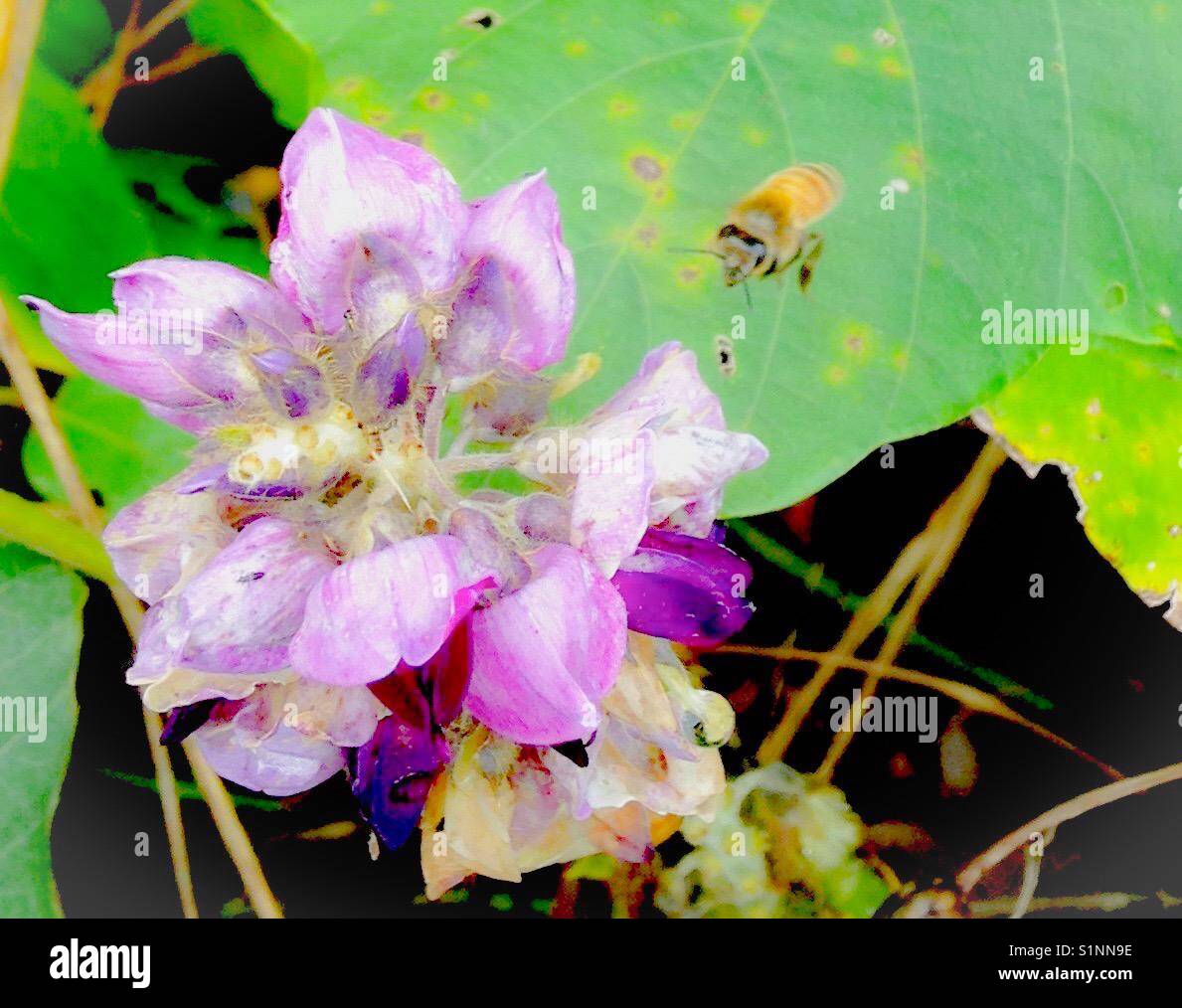 Making purple honey Stock Photo Alamy