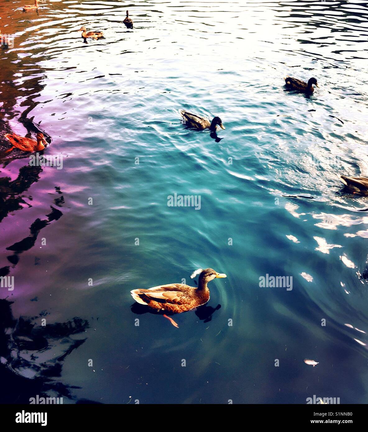 Ducks swimming in freshwater pond, USA - Smartphone Captured Stock Image