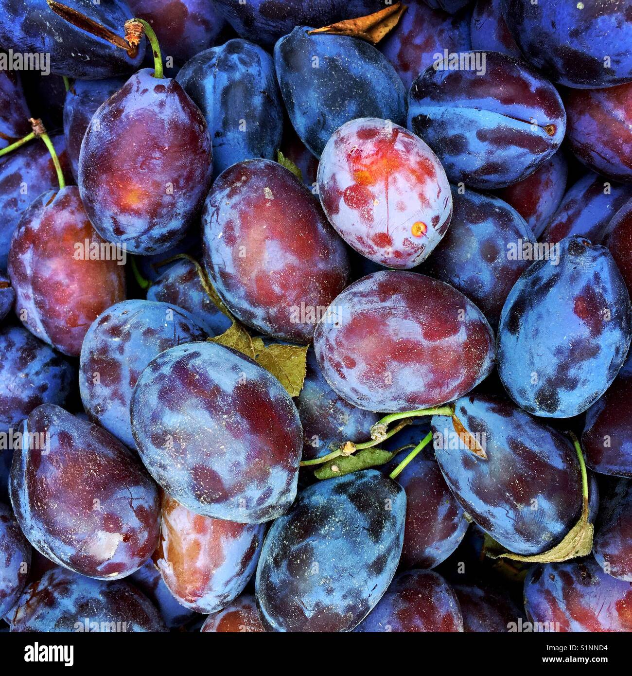 An overhead detail shot of fresh prune plums at a farmers market Stock Photo