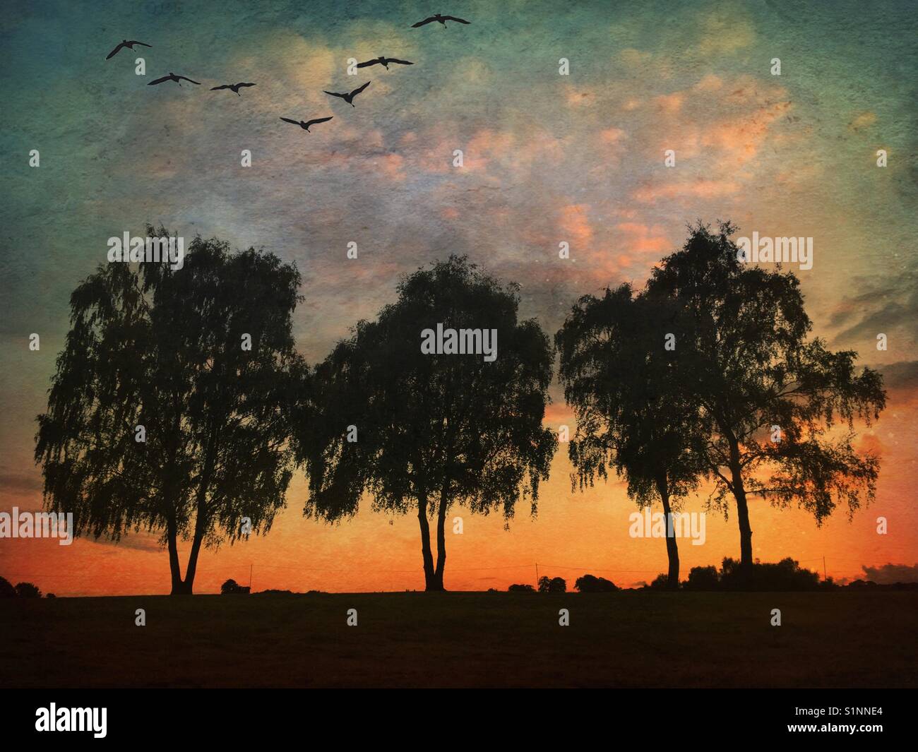 Birds flying over trees at sunset - Smartphone Captured Stock Image