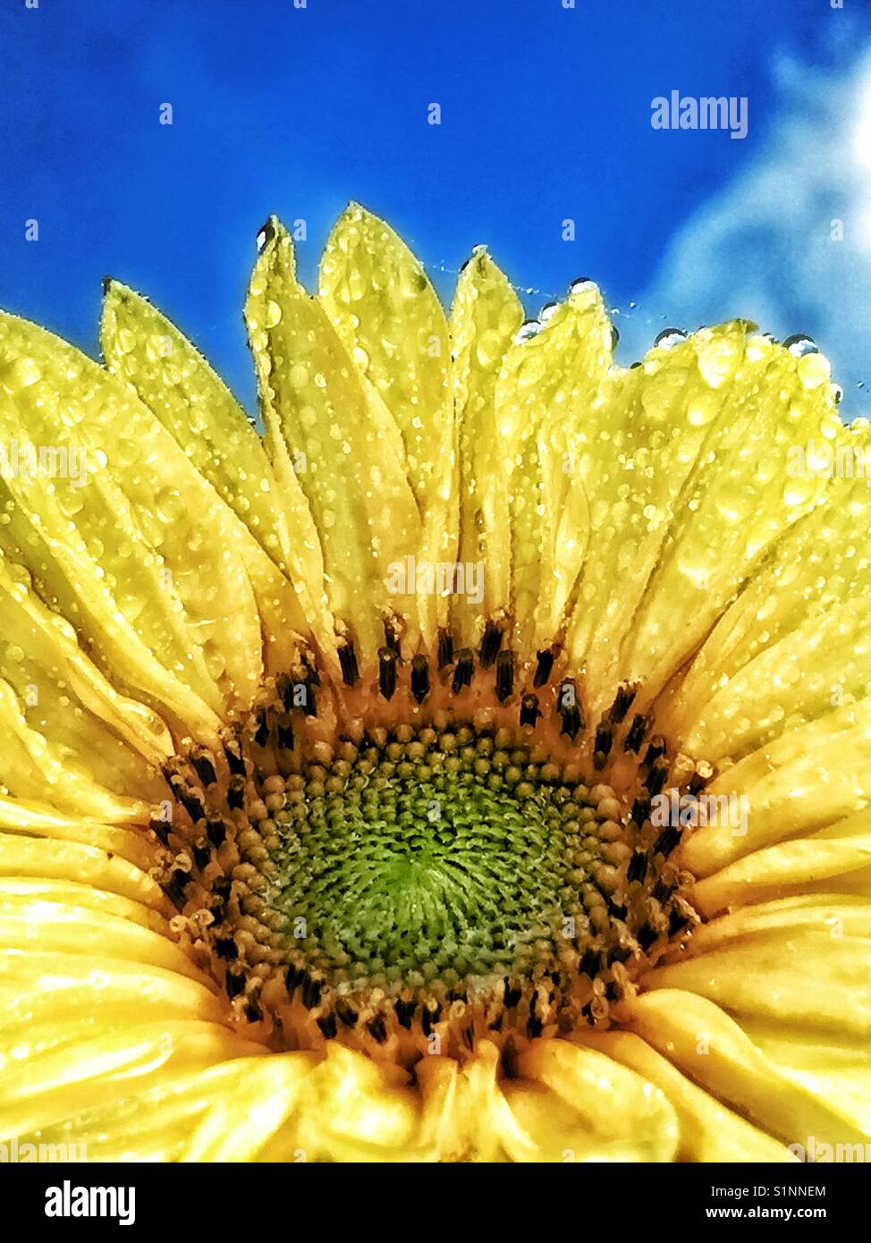Rain on a sunflower. - Smartphone Captured Stock Image