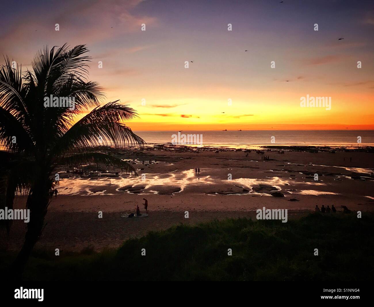 Palm tree on rocky beach - Smartphone Captured Stock Image