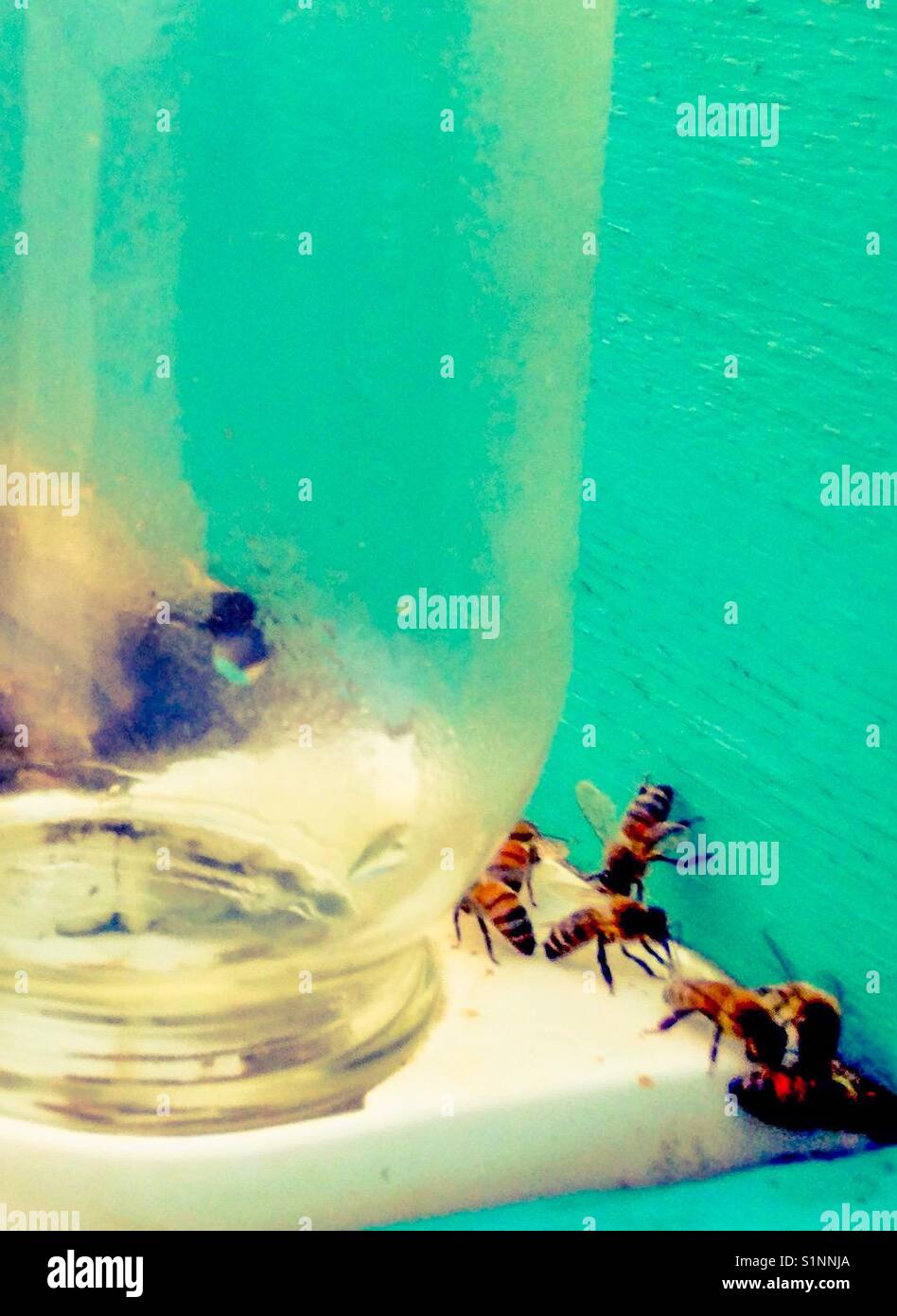 Bees gathered around empty sugar water jar Stock Photo