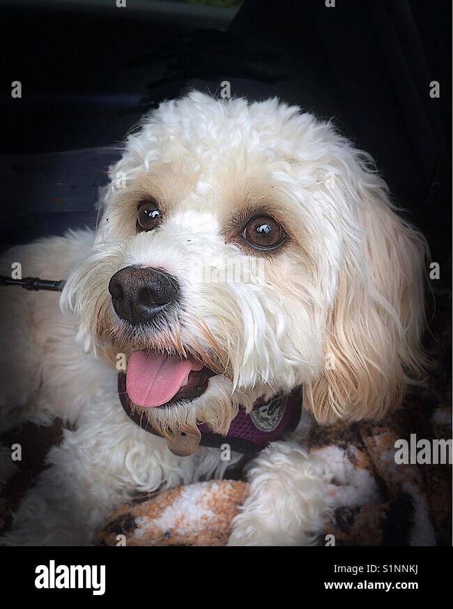 Dogs, Maltese, Baby Animal, Christmas, Dog, Pet, Puppy, HD wallpaper |  Peakpx
