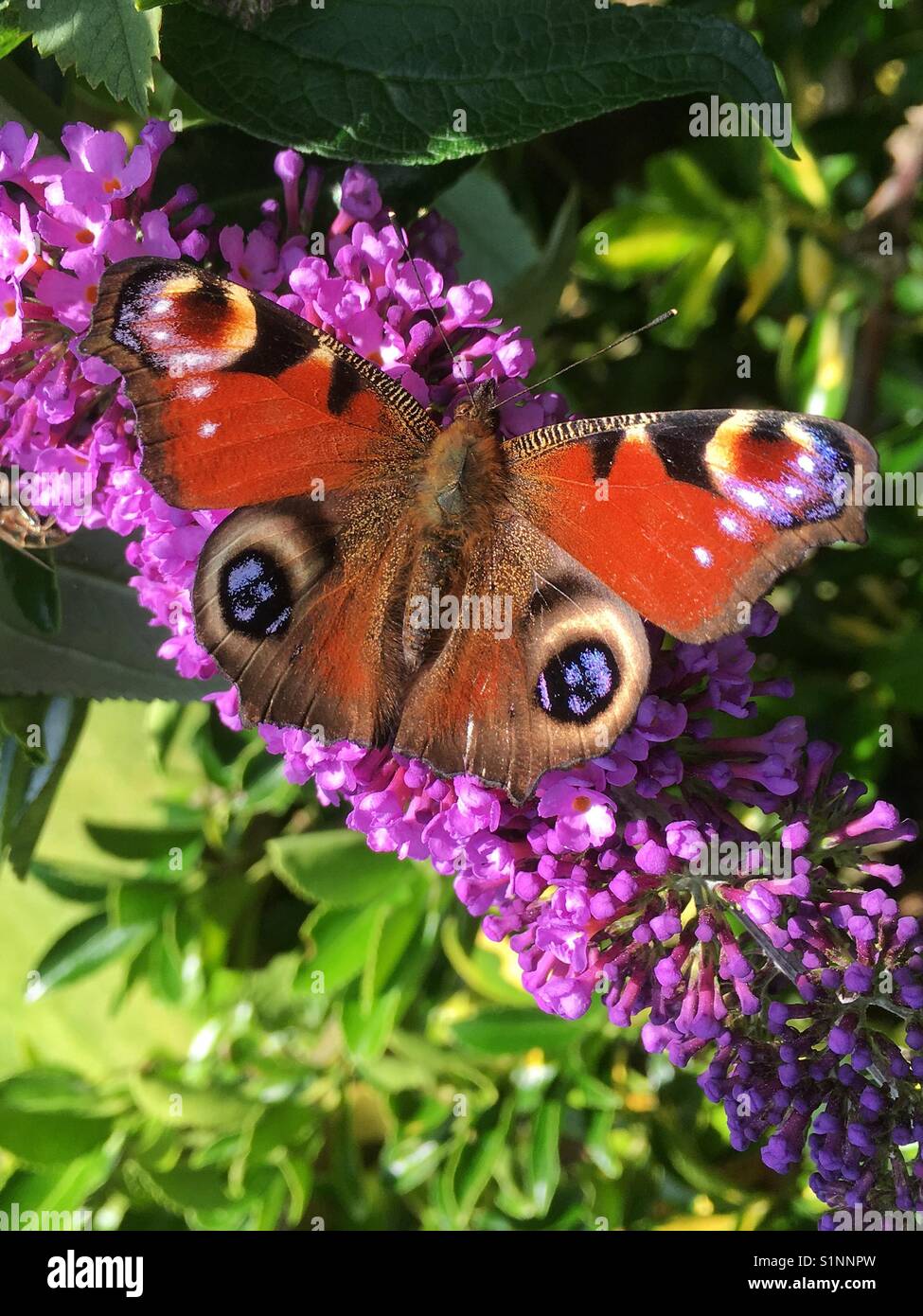 A Peacock Butterfly on a Buddleja davidii flower Stock Photo - Alamy
