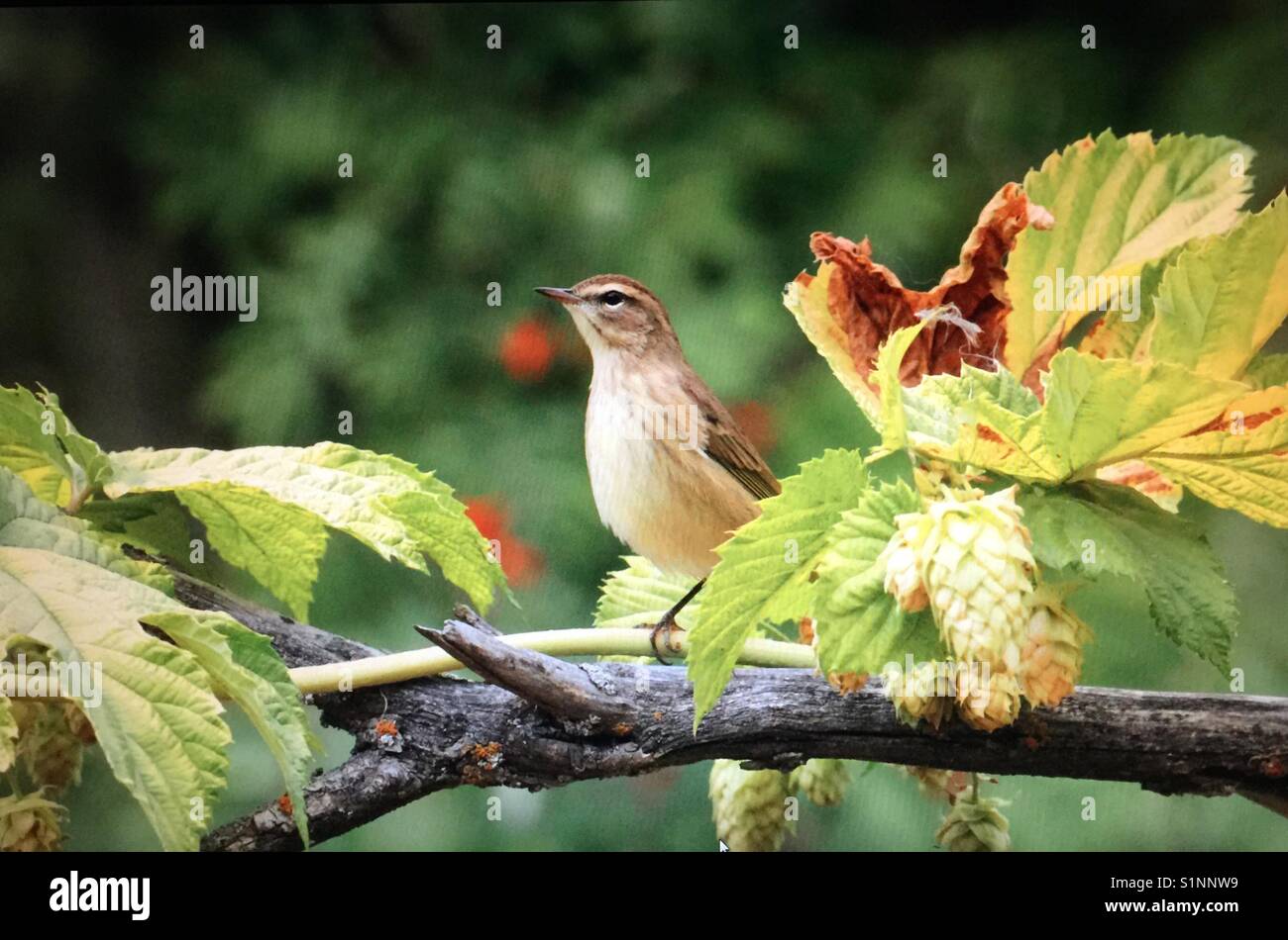 Birds Of North America Back Yard Visitor Stock Photo 310879445