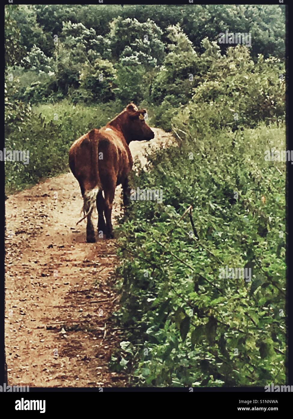 Stray Cow on a rural dirt track. Stock Photo