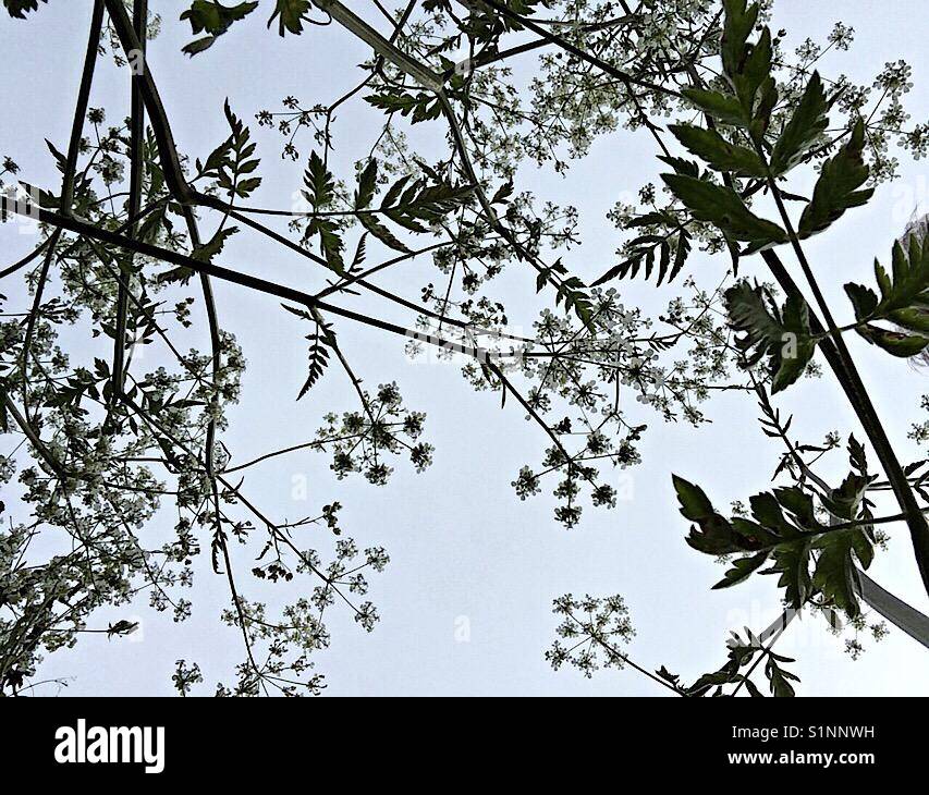 Looking at the sky from underneath a Cow Parsley plant Stock Photo