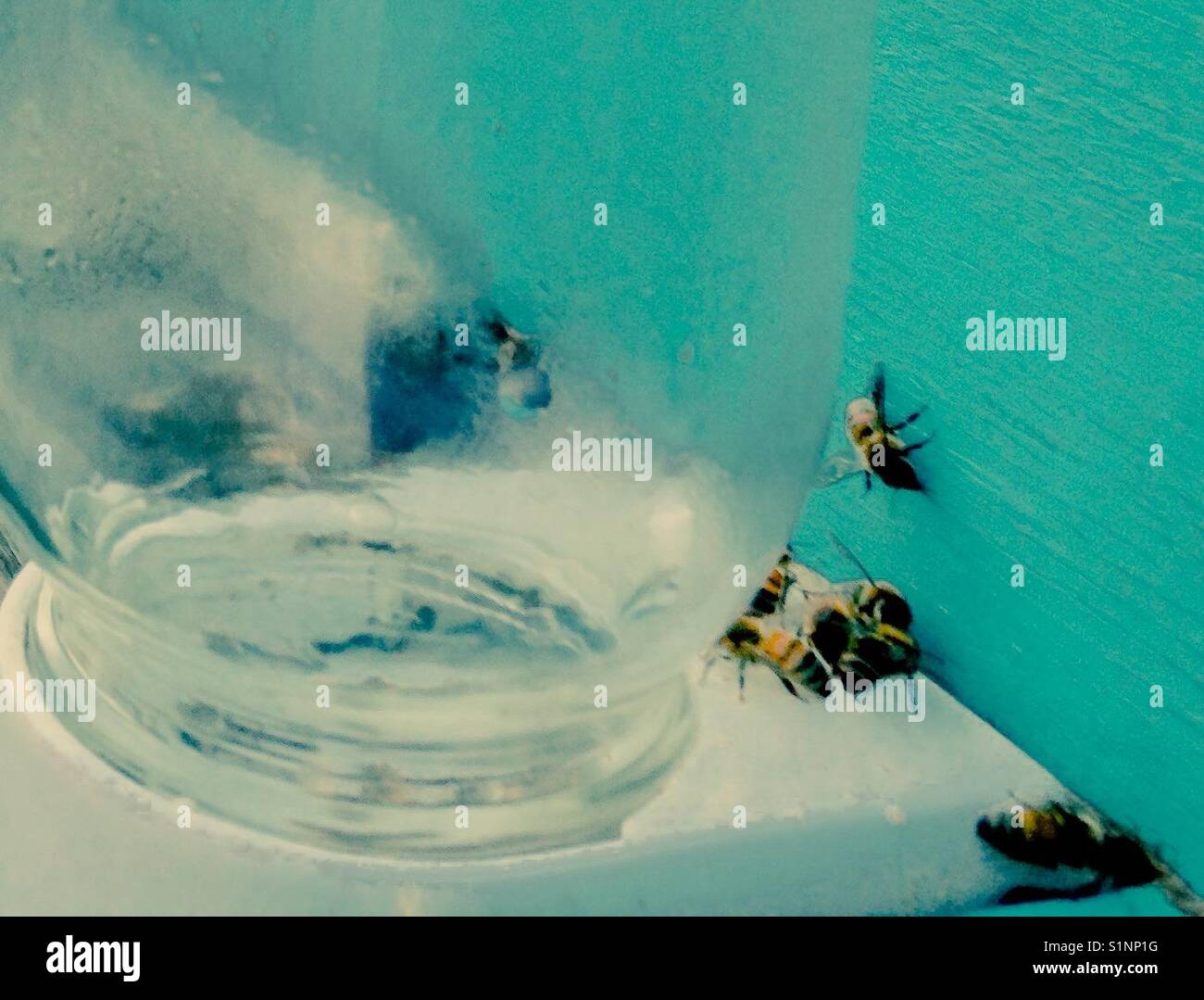 Bees gather at sugar water jar - Smartphone Captured Stock Image