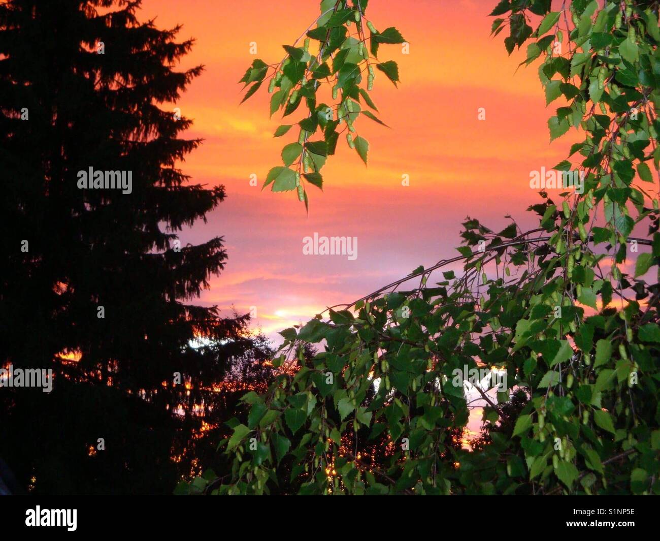 Heaven behind trees - Smartphone Captured Stock Image