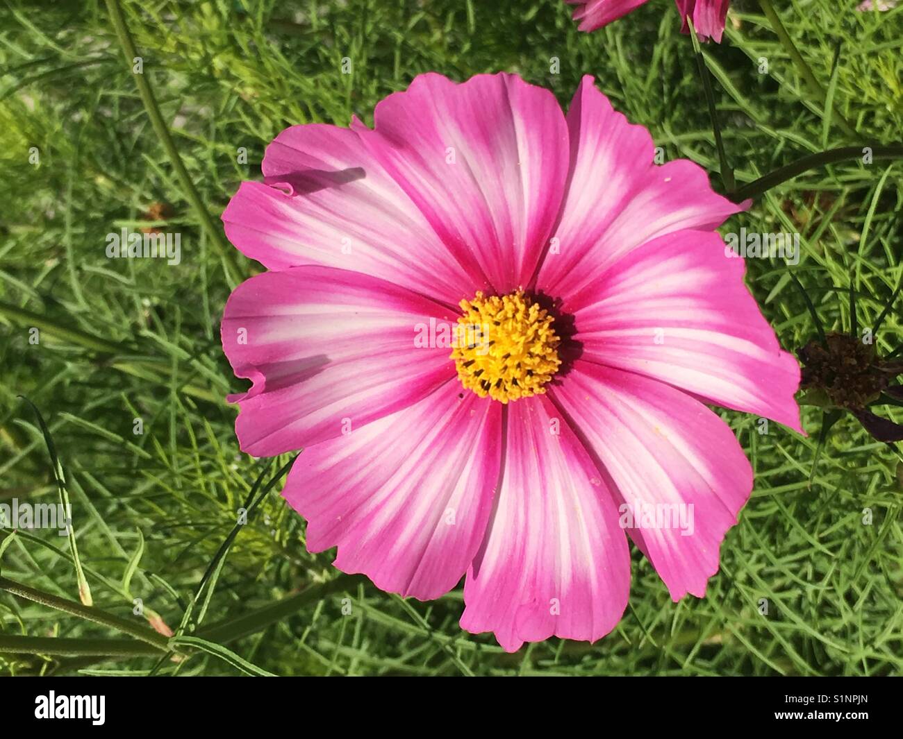 Pink daisy in the garden Stock Photo