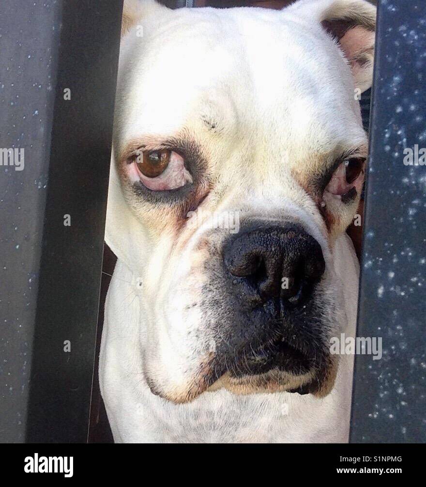 White boxer dog portrait looking through two gate posts Stock Photo