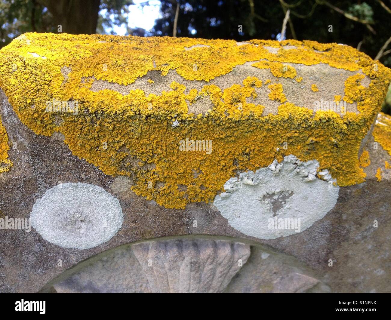 Yellow and White Lichens growing in abundance on a gravestone. Stock Photo