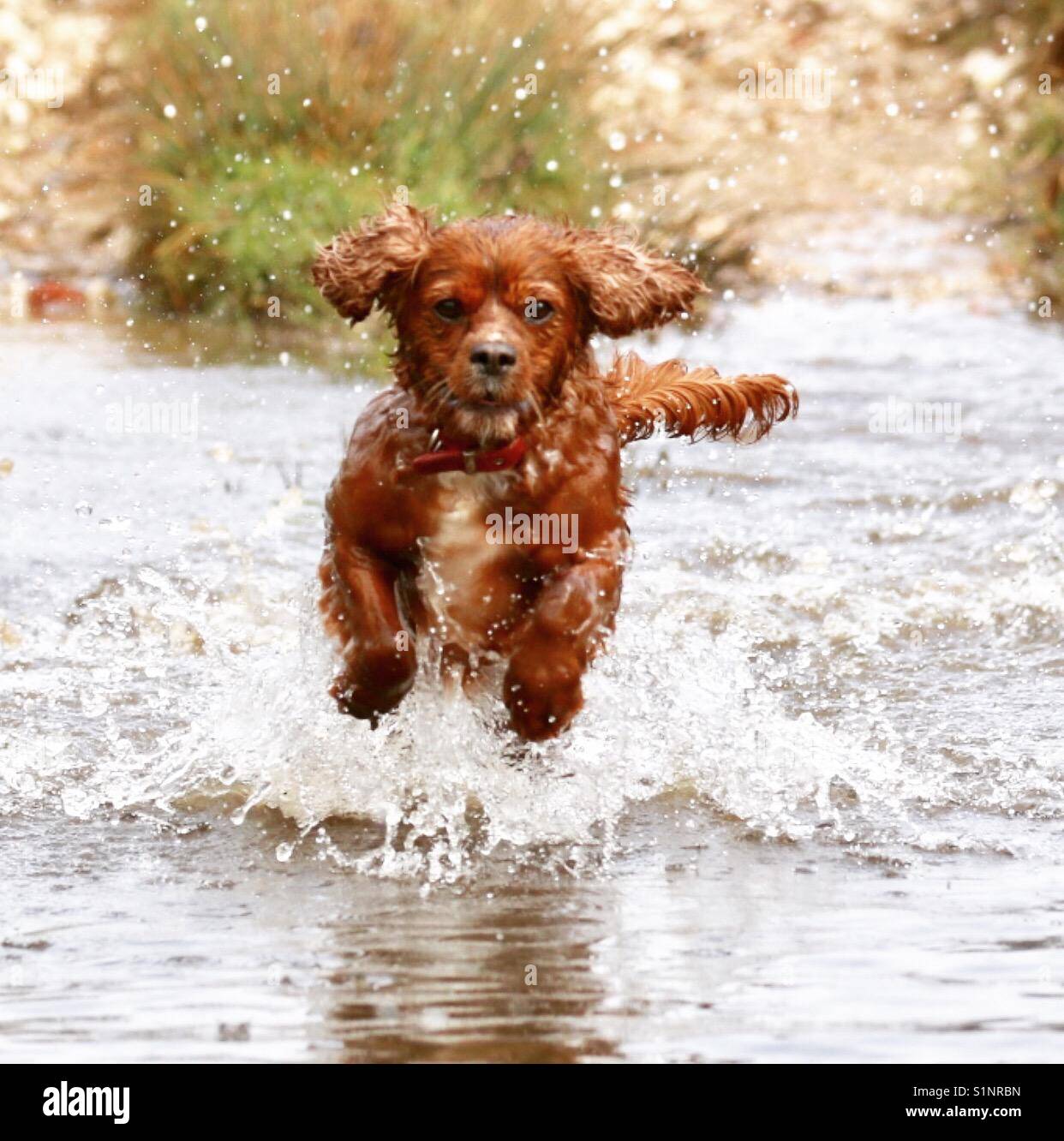 Dog bounding through river Stock Photo