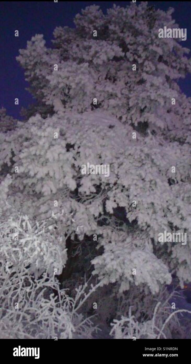 Winterdressed tree - Smartphone Captured Stock Image