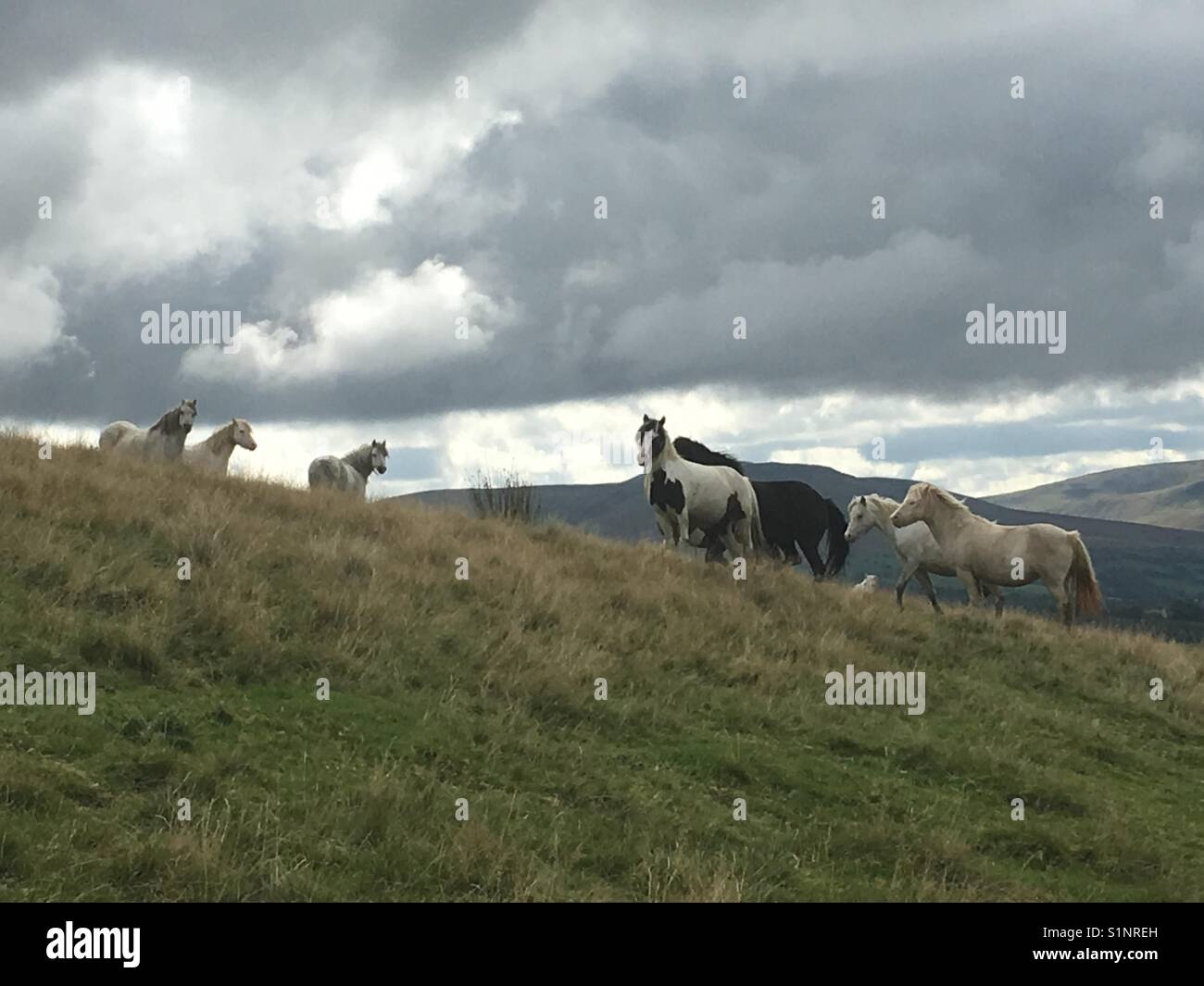 Wild horses in Brecon - Smartphone Captured Stock Image