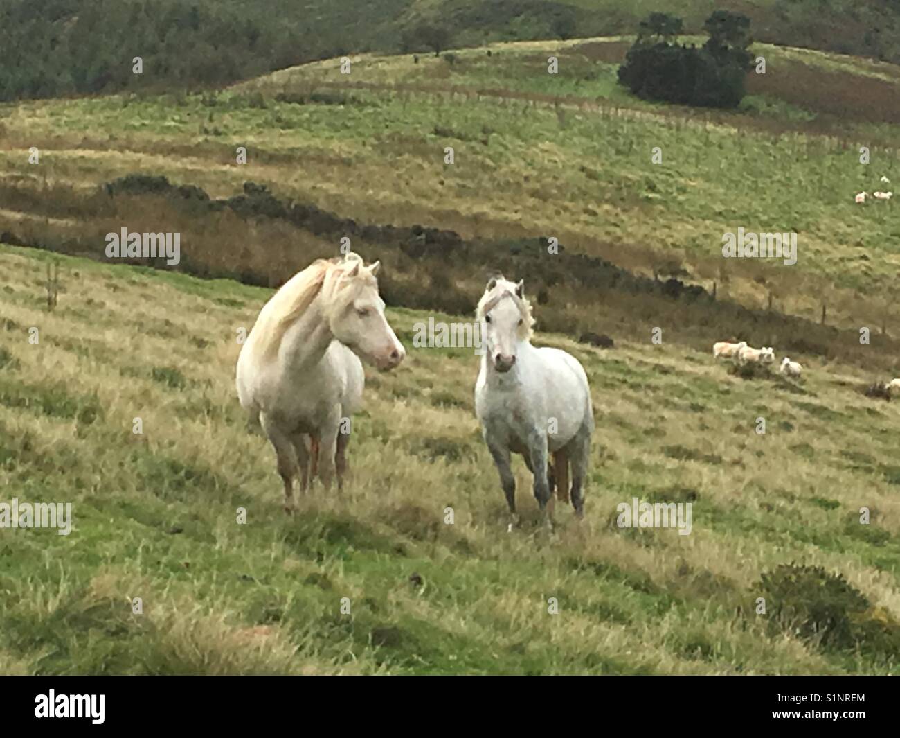 Baby wild ponies in Wales - Smartphone Captured Stock Image
