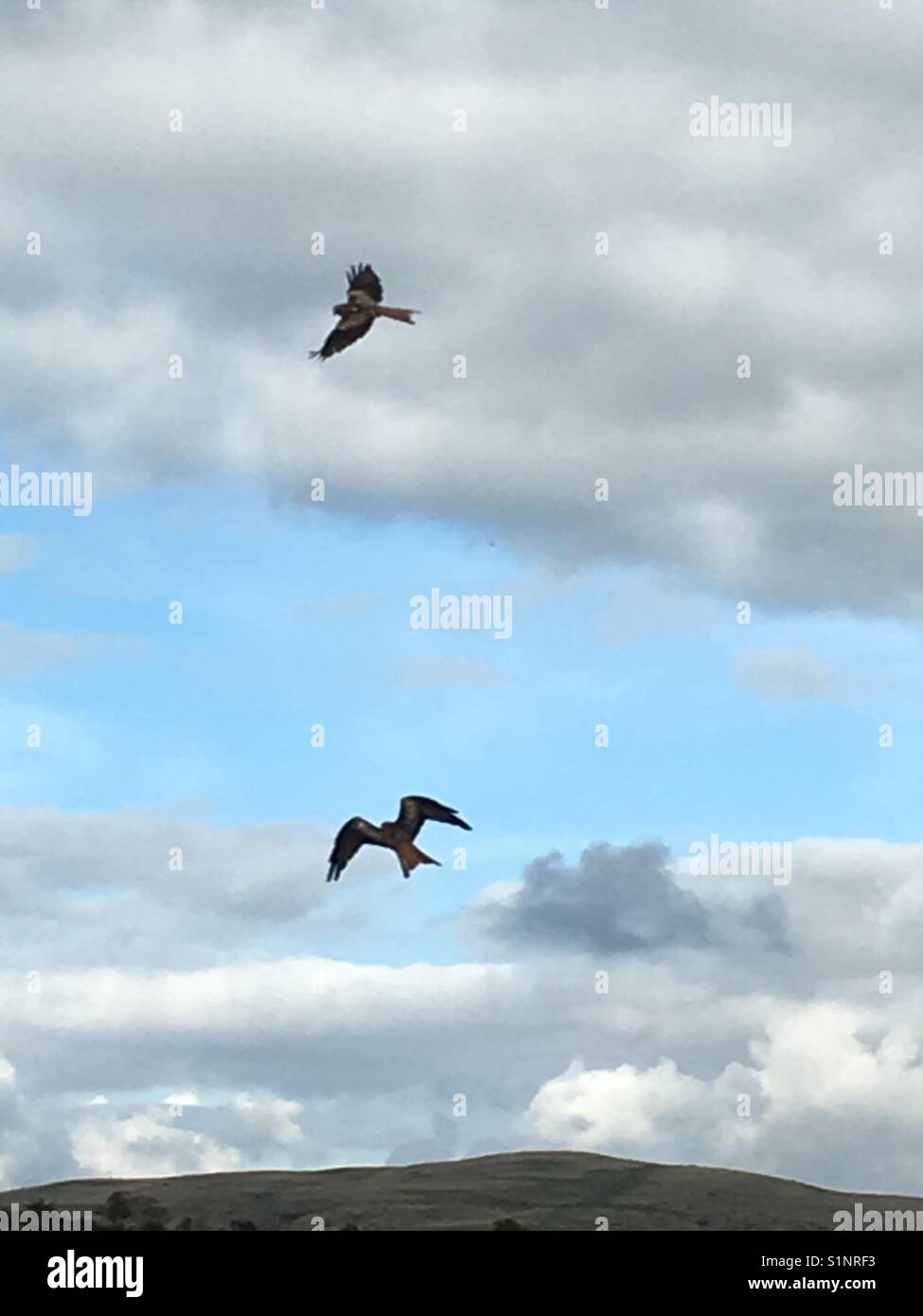 Red kites wales hires stock photography and images Alamy