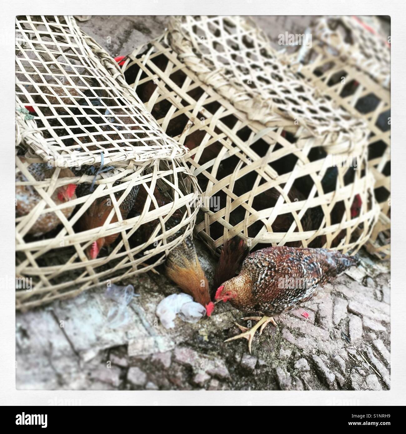 Chicken in a basket, Nepal Stock Photo Alamy