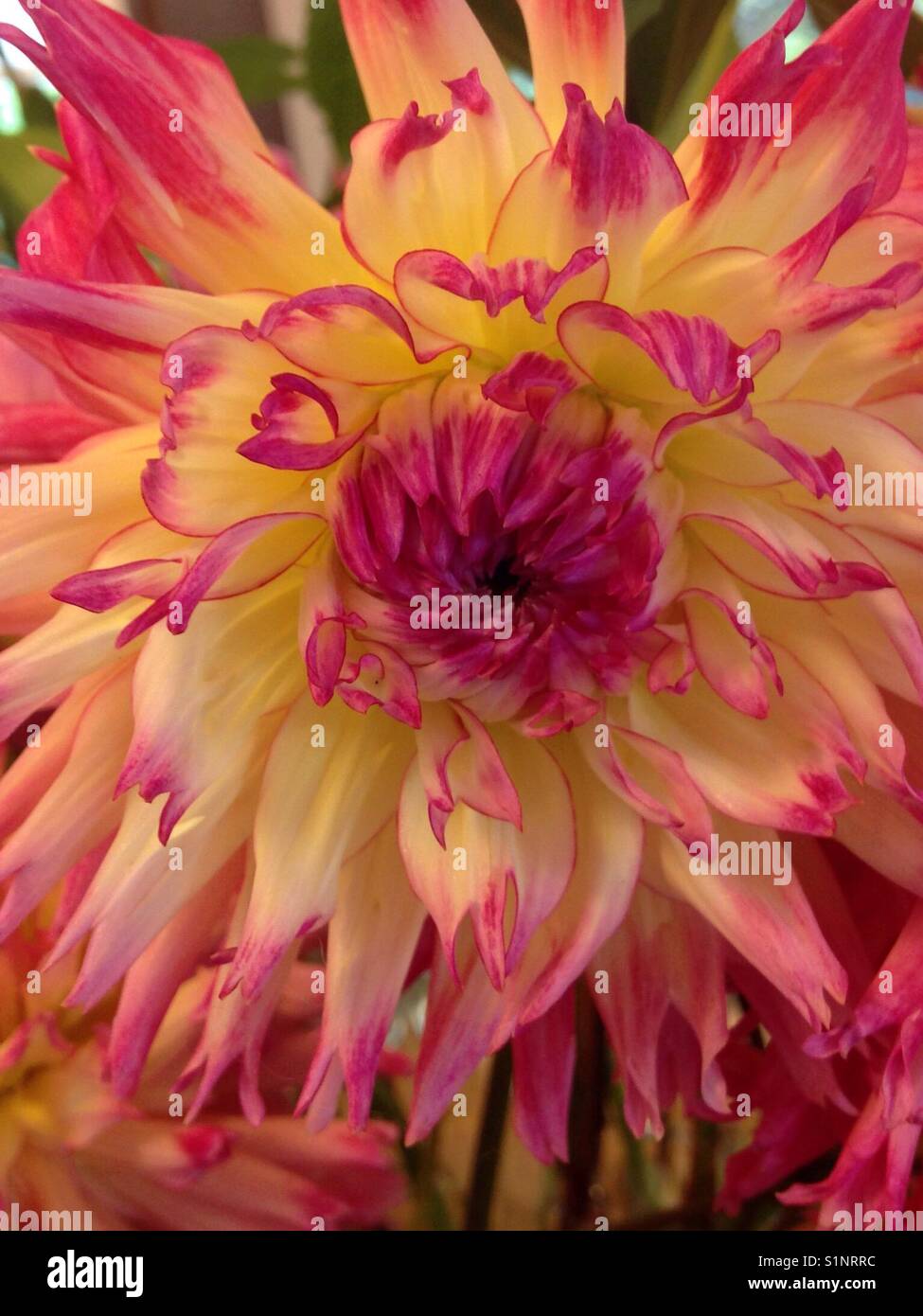 Unusual flower came in a bouquet Stock Photo