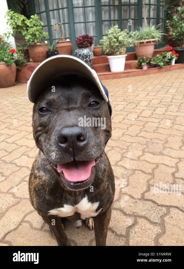 Dog with cap on Stock Photo Alamy