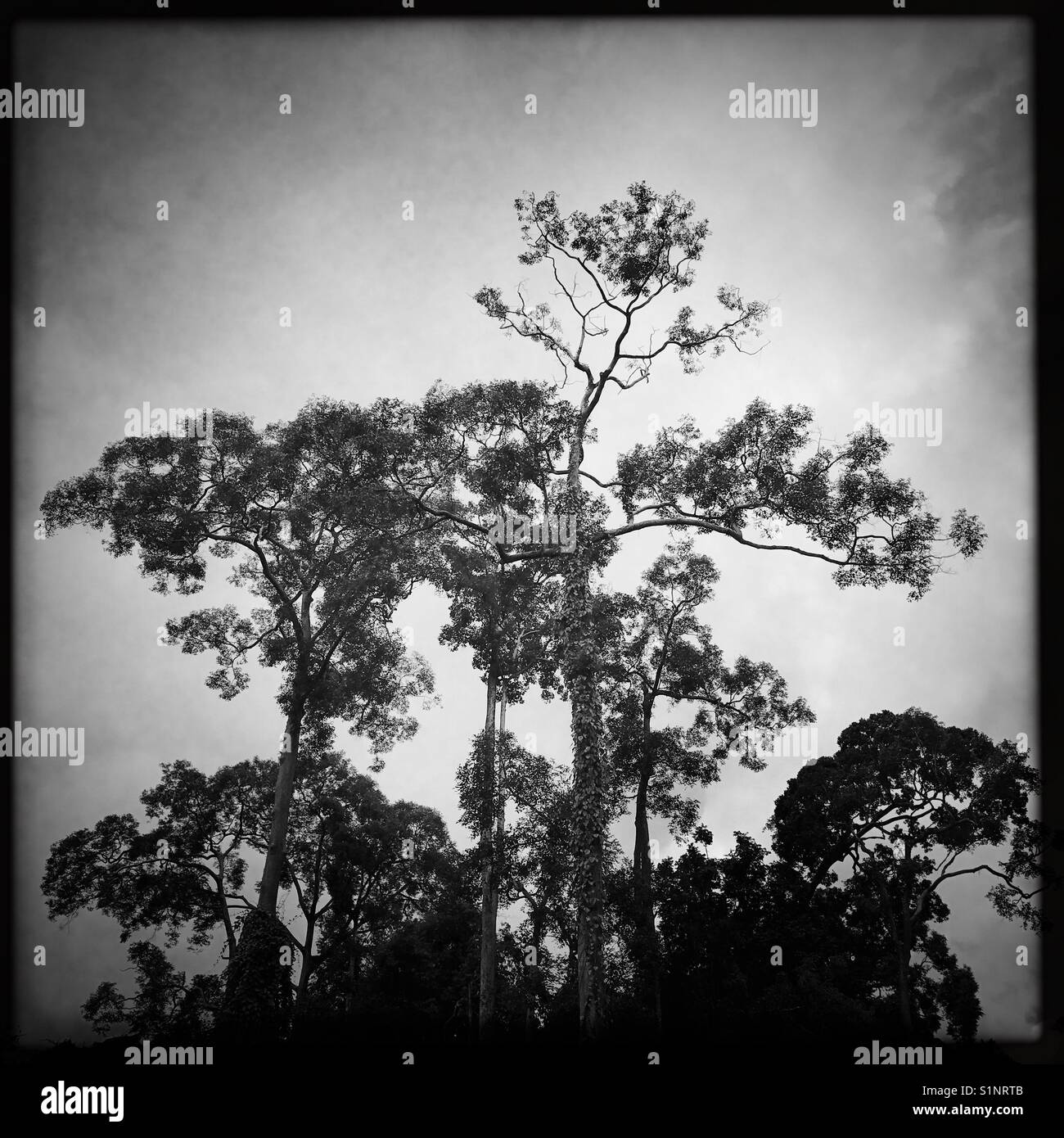 Tall trees in the Malaysian rainforest Stock Photo Alamy