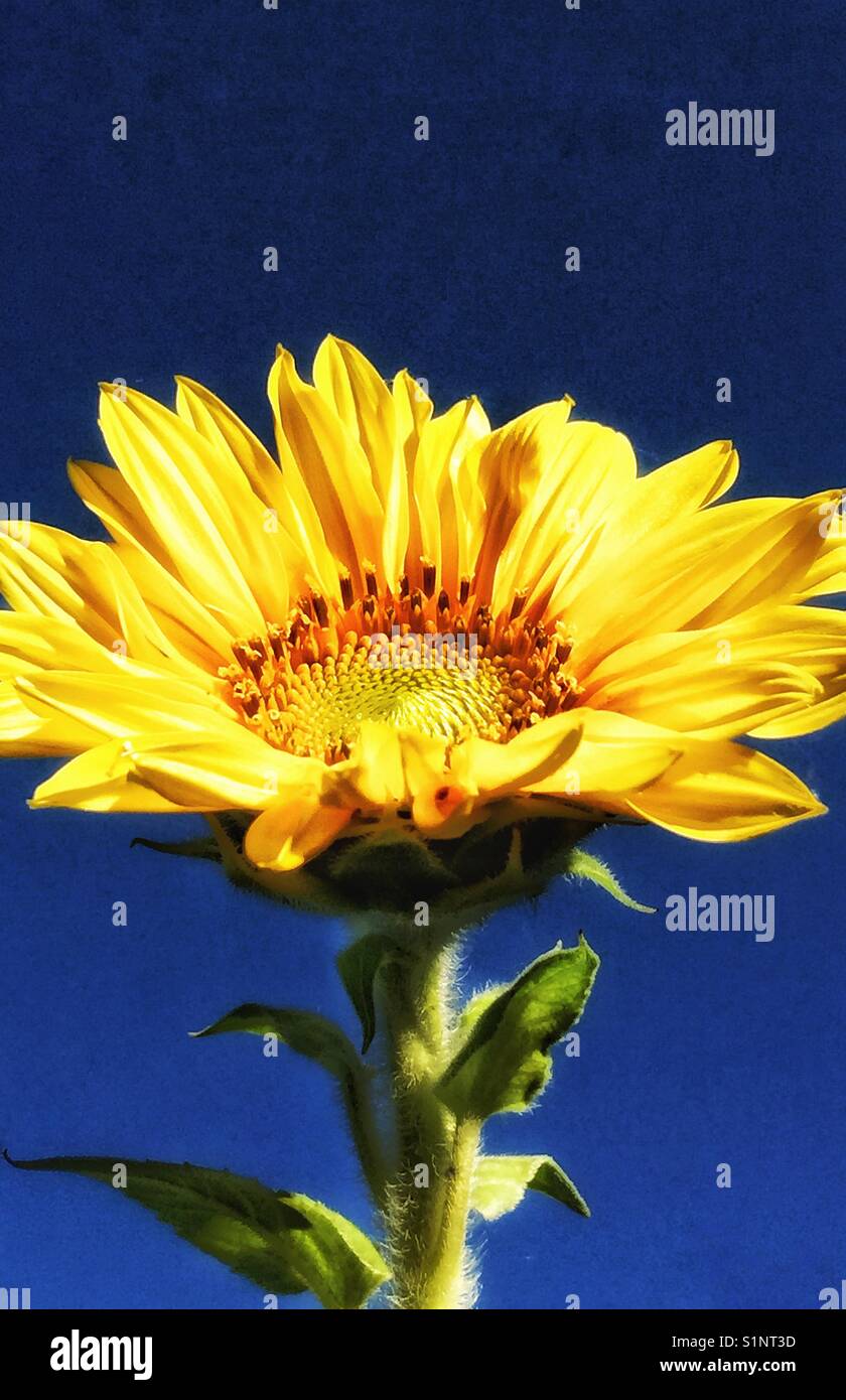 Colourful sunflower - Smartphone Captured Stock Image