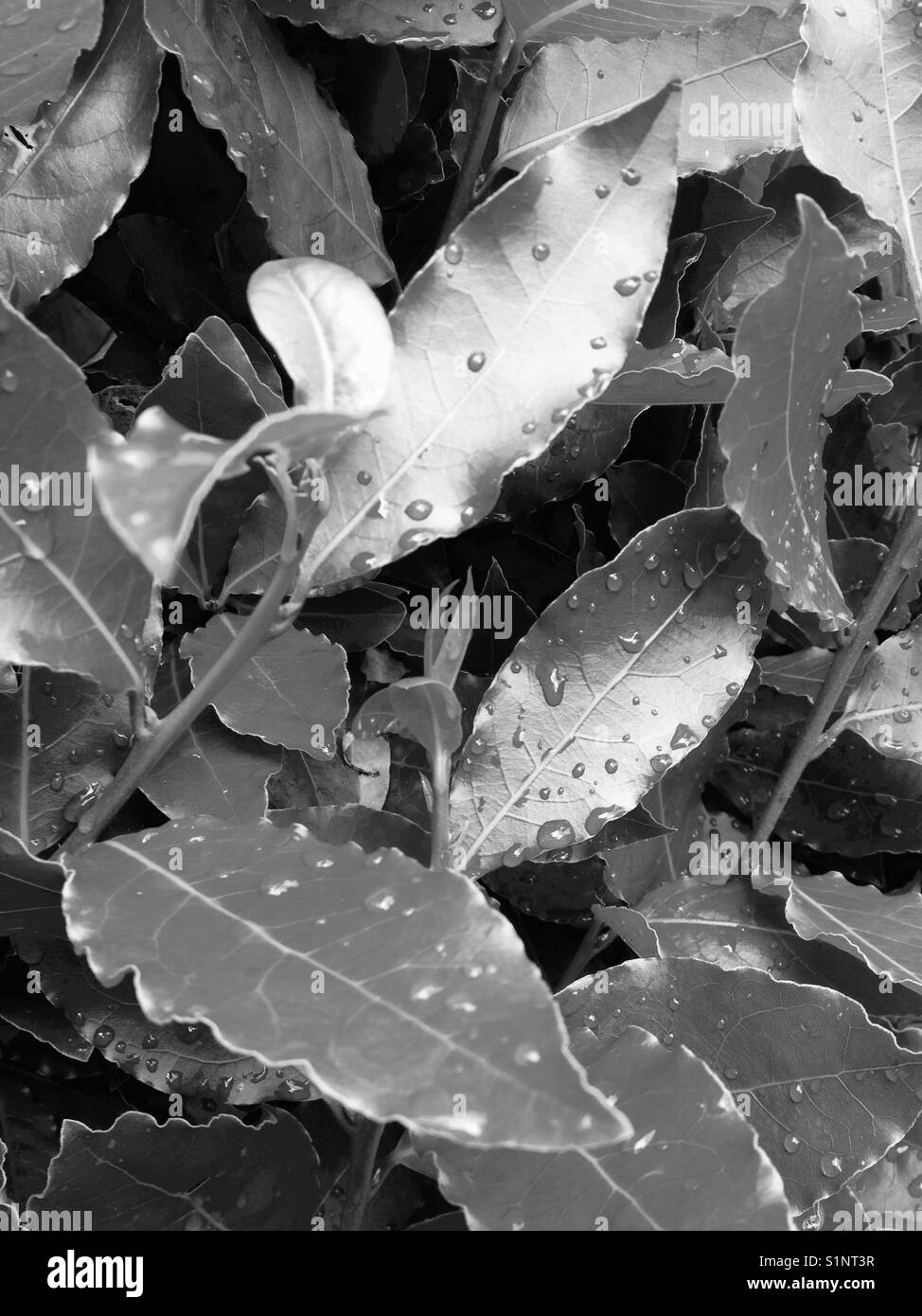 Bay leaves Black and White Stock Photos & Images Alamy