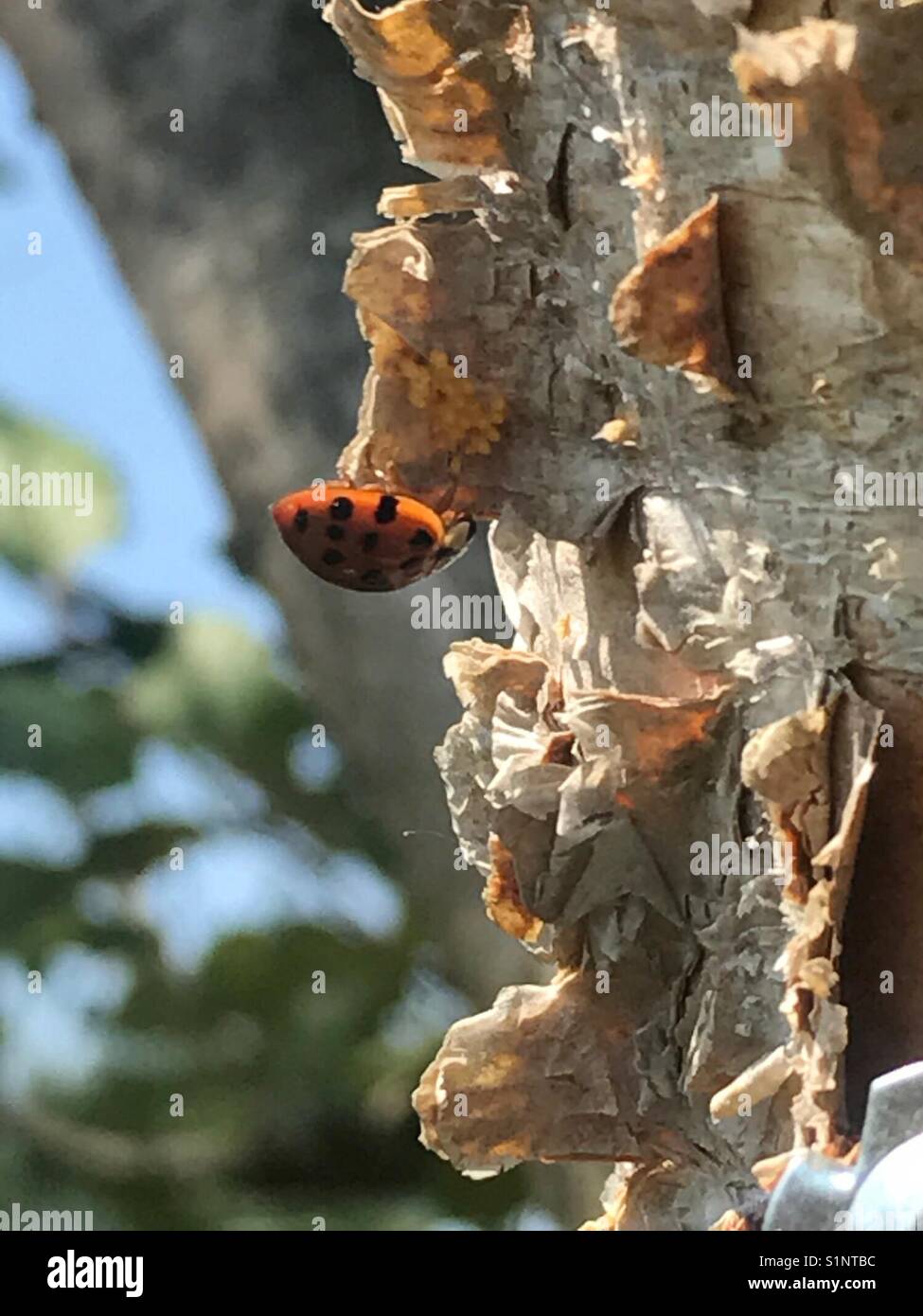 Ladybug Cliffhanger Stock Photo