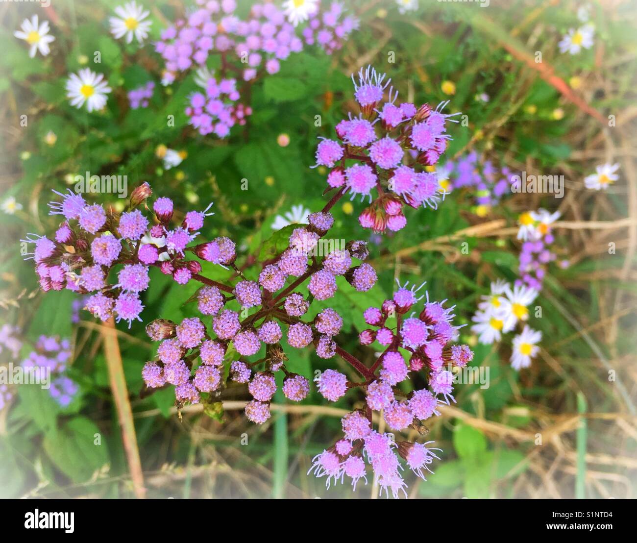 Wildflowers in Kentucky Stock Photo Alamy