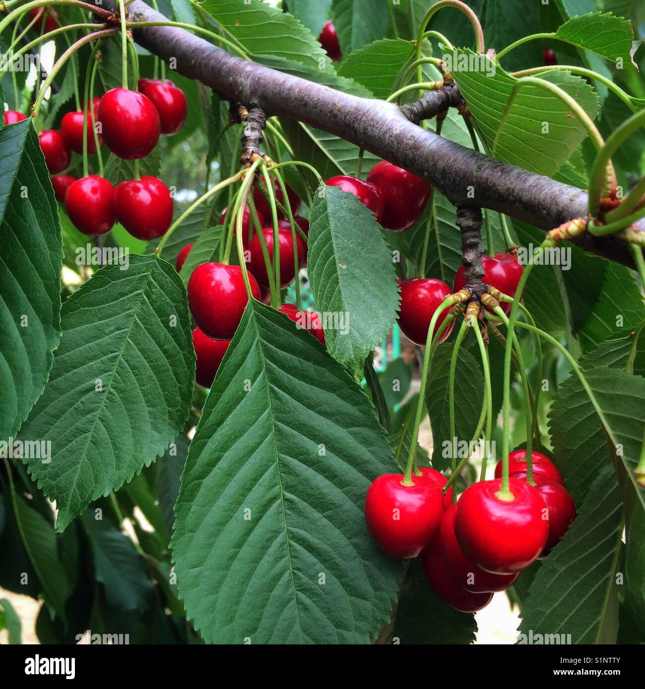Red cherries growing on a cherry tree - Smartphone Captured Stock Image