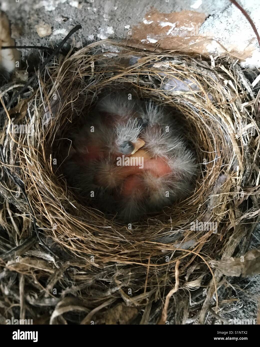 Recently hatched baby house finches Stock Photo Alamy