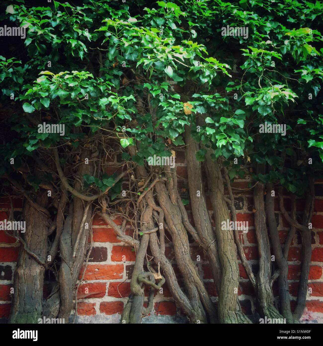 Plant climbing brick wall Stock Photo Alamy
