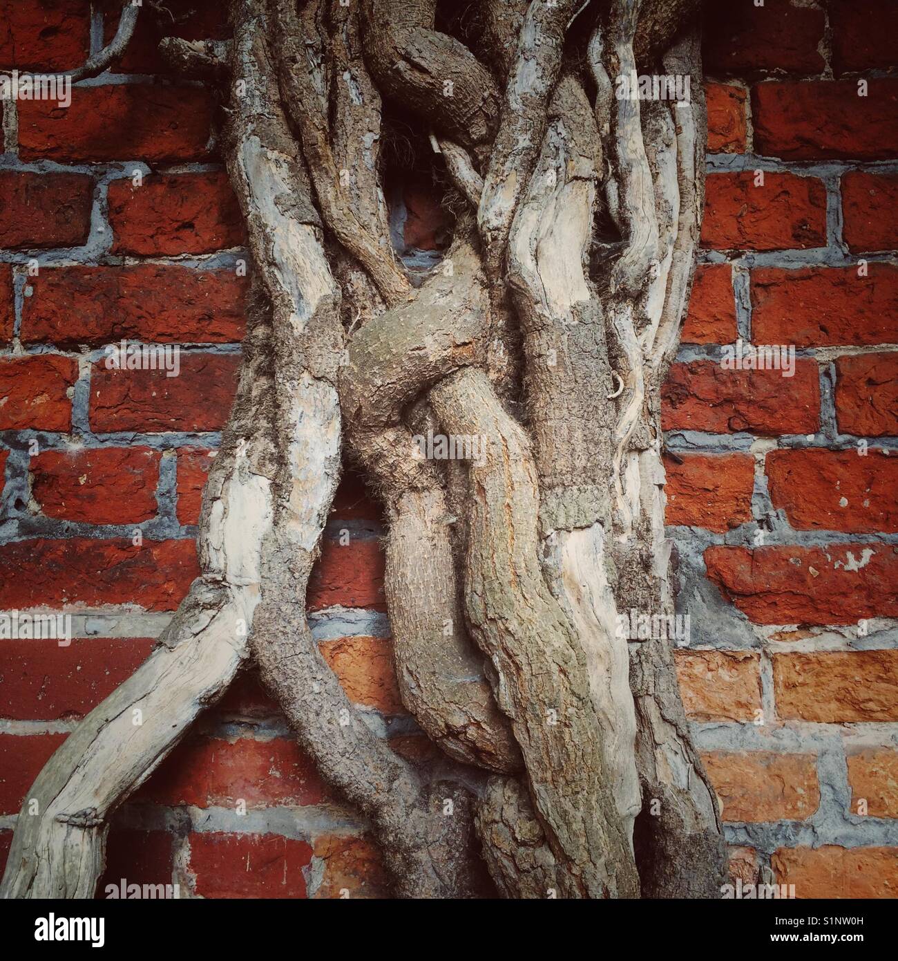 Plant climbing brick wall Stock Photo