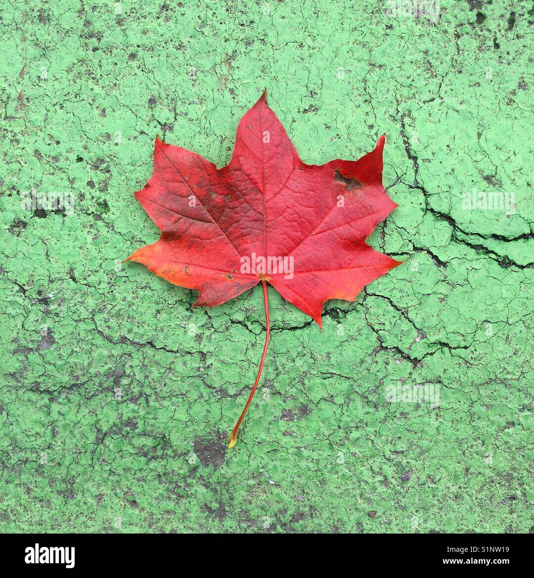 Autumn leaf on green background - Smartphone Captured Stock Image