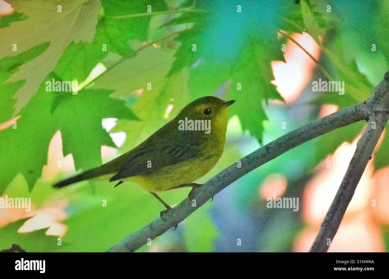 Birds Of North America Backyard Visitor Stock Photo 310882050