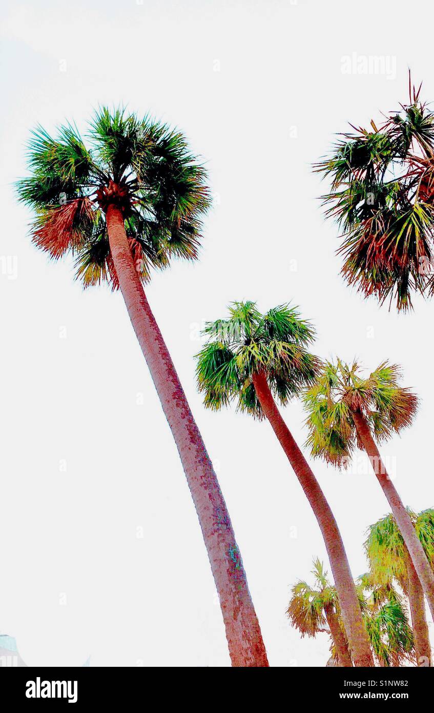 Colorful palms - Smartphone Captured Stock Image