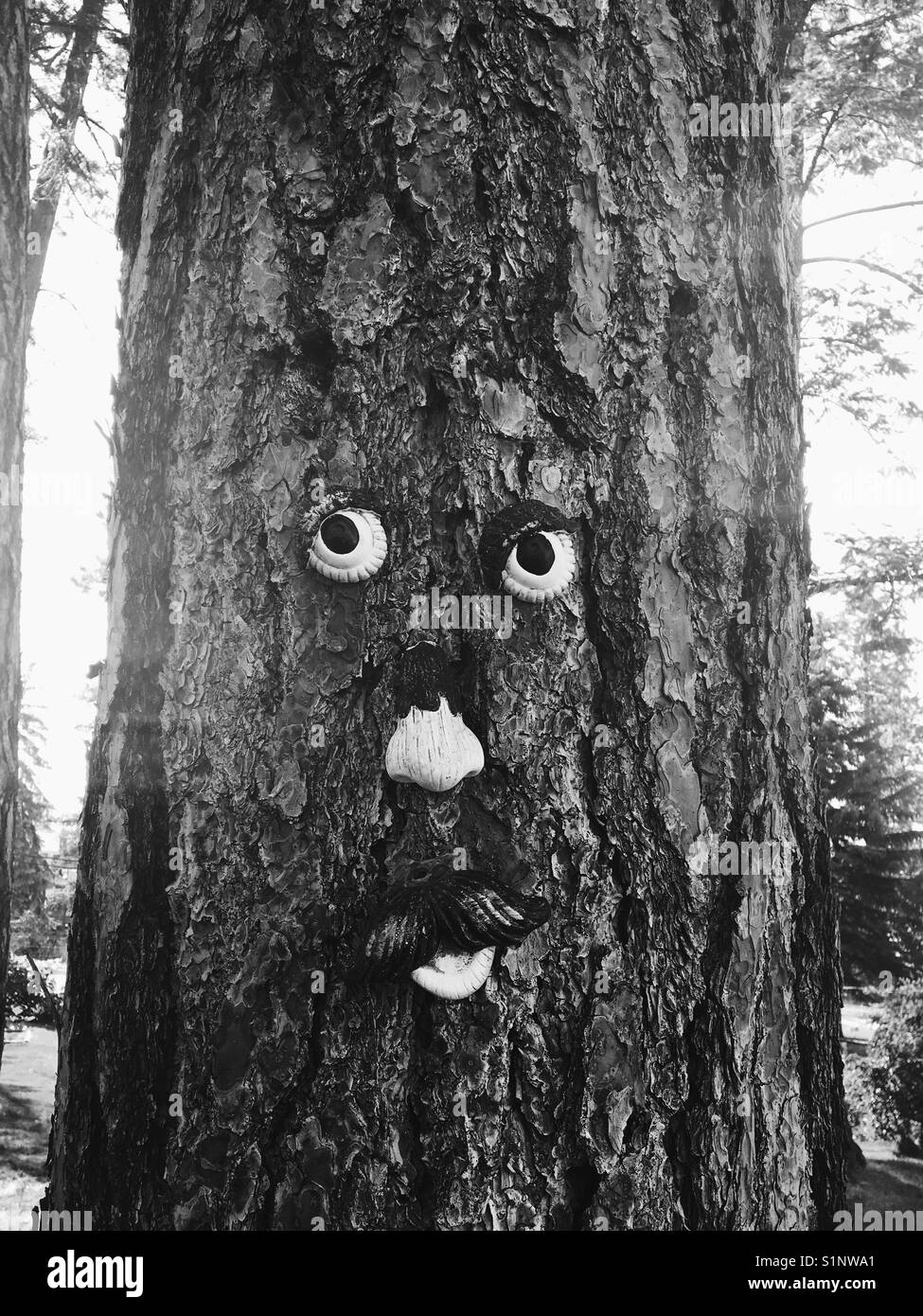 Tree trunk eyes nose mouth hires stock photography and images Alamy