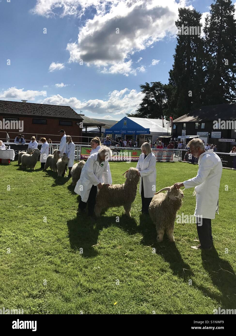 Judging of the sheep competition at an agricultural show - Smartphone Captured Stock Image